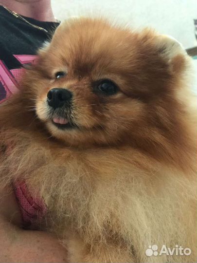 Подростки шпиц