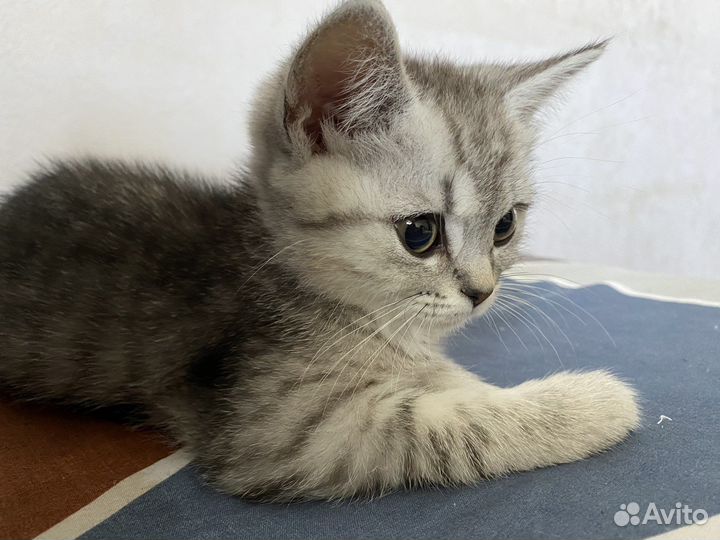 Кошка в дар