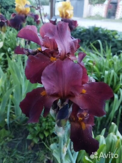 Ирисы бородатые сортовые