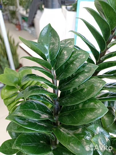 Замиокулькас Зензи 14см/45см