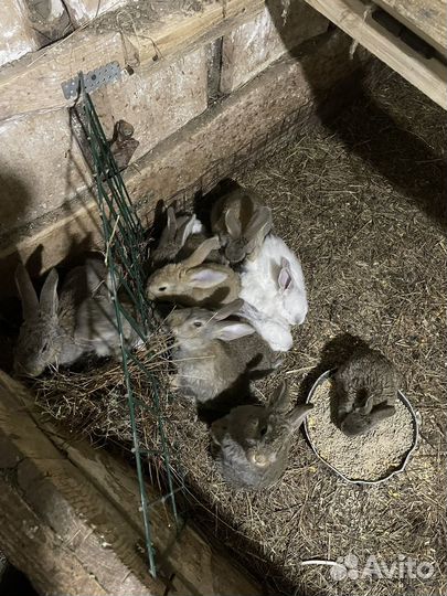 Кролики мясных пород