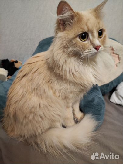 Котик бесплатно