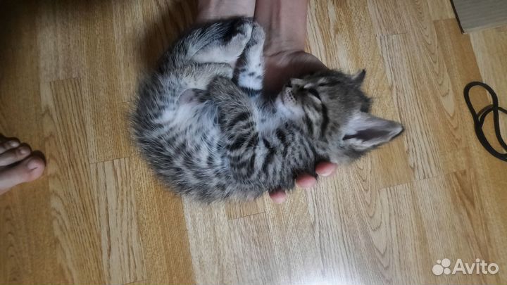 Котята отдам даром