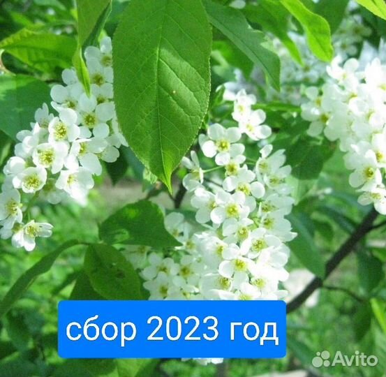 Черёмуха цвет и лист