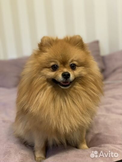 Вязка Померанский Шпиц кобель