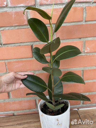 Фикус каучуконосный (41см)