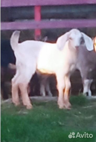 Козы и козлята продажа