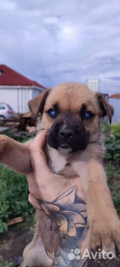 Щенки и собаки