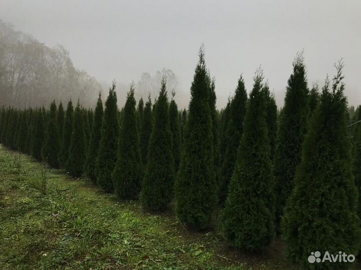 Туя западная Смарагд, крупномер