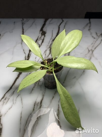 Hoya Nicholsoniae New Guinea Ghost Хойя