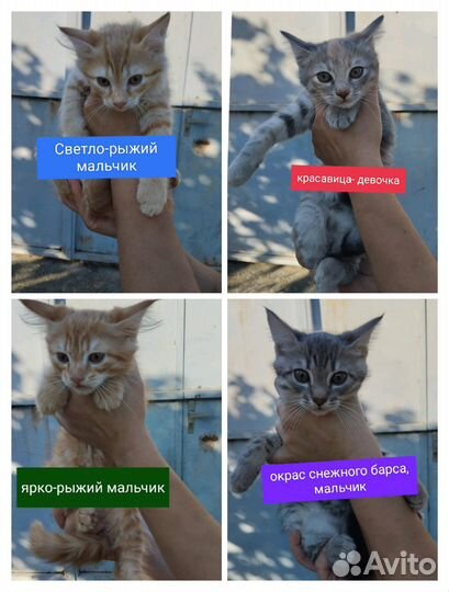 Пушистики в добрые ручки