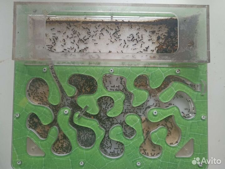 Муравьи жнецы с фермой antplanet