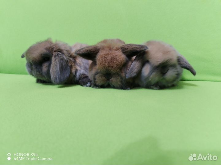 Mini lon (минилопы с документами)