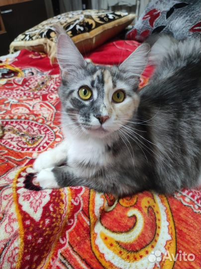 Кошка мейкун