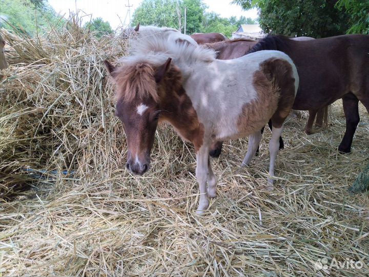 Пони разных мастей