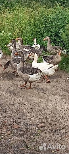Продам гусей
