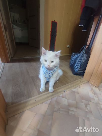 Котик в добрые руки