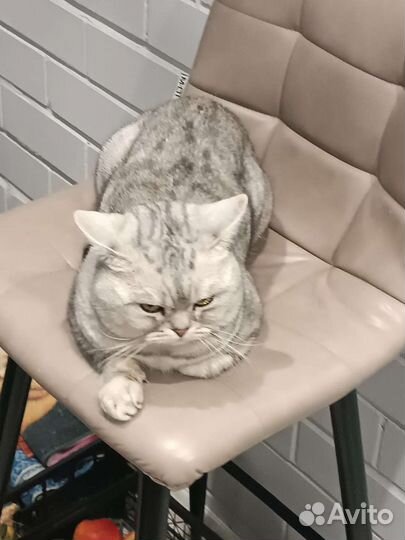 Шотландский кот вязка