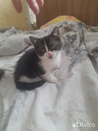 Котята