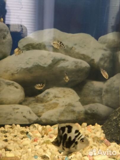 Рыбка сапфировый попугай