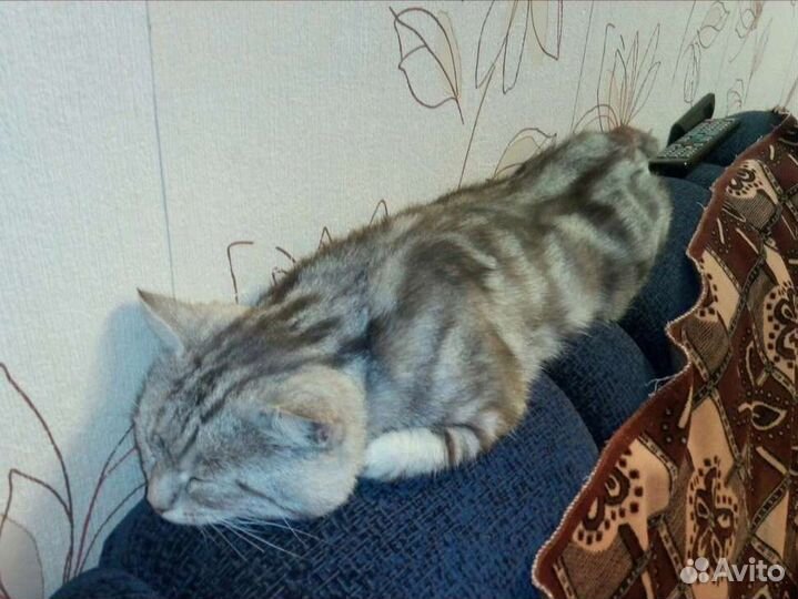 Котята Вискас в добрые ручки