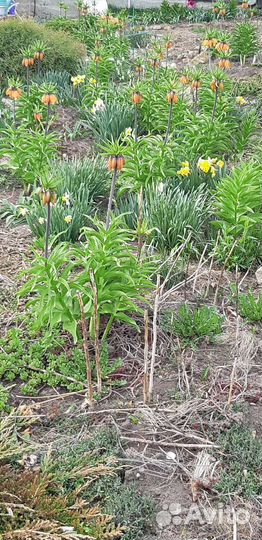 Рябчик императорский