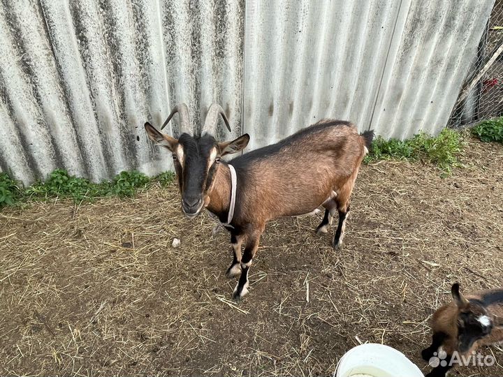 Продается коза и козлята