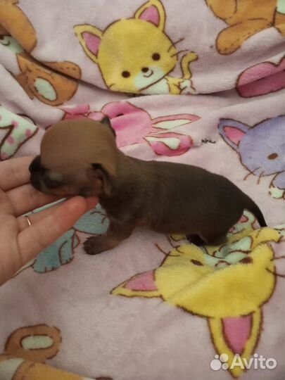 Щенки чихуахуа