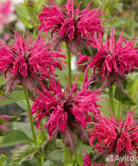 Монарда, шиповник и роза