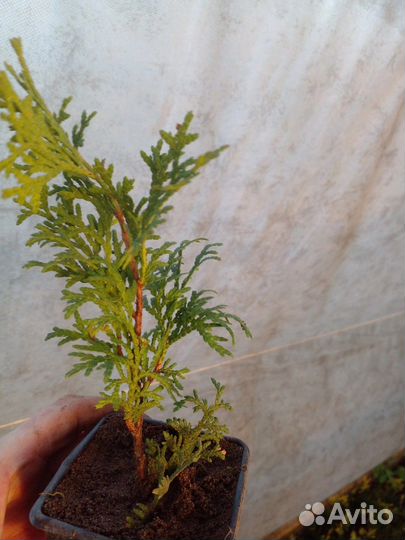 Туя саженцы