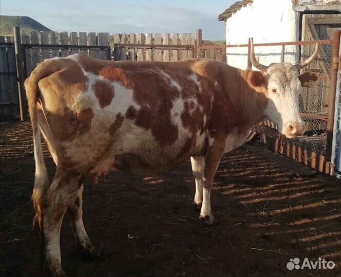 Корова дойная с теленком