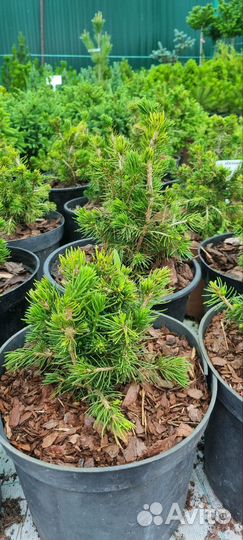 Ель обыкновенная Томпа