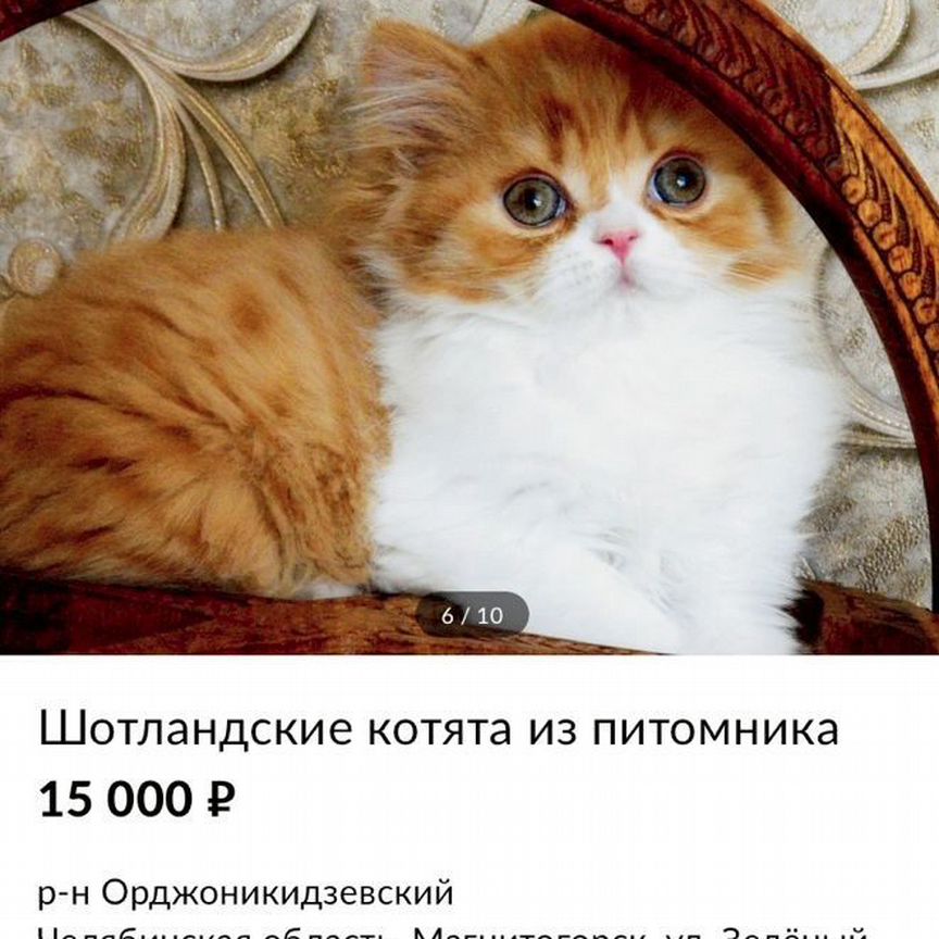 Резерв котят