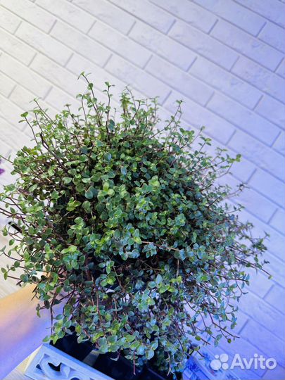 Каллизия многолетнее растение