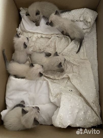 Сиамские котята