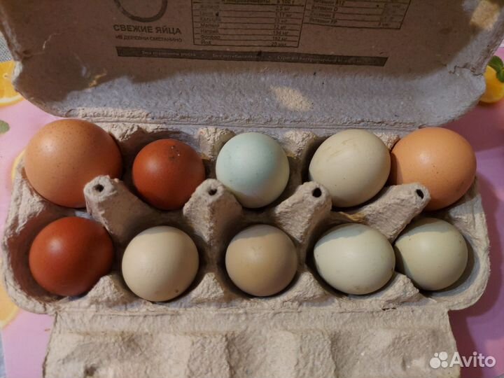 Домашние куриные яйца