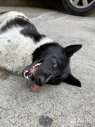 Собака в добрые руки