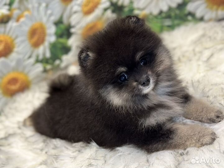 Микрошпиц девочка