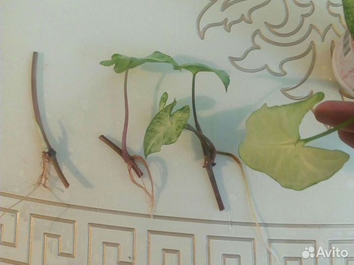 Сингониум Спир Поинт, Вайт Баттерфляй, Изумрудный