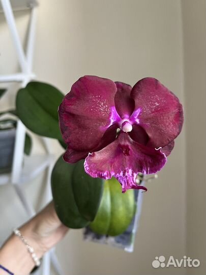 Фаленопсис Allura Dracula