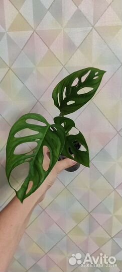 Торения,Лобелия,тунбергия