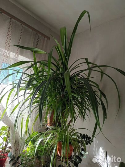 Пальма драцена