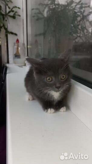 Котята в поиске дома