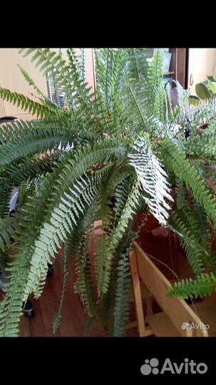 Фиалка и другие цветы