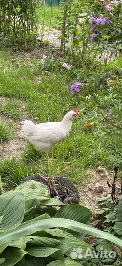 Куры,петухи