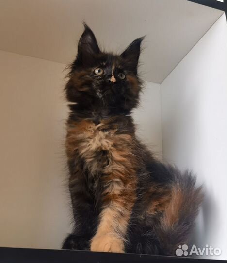 Котята мейн-кун