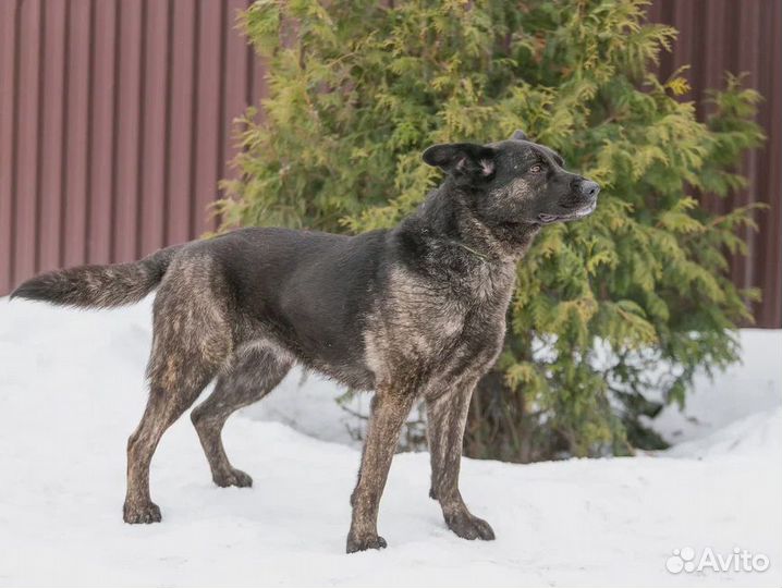 Ева Собака Энерджайзер
