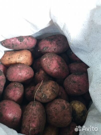 Продам картофель