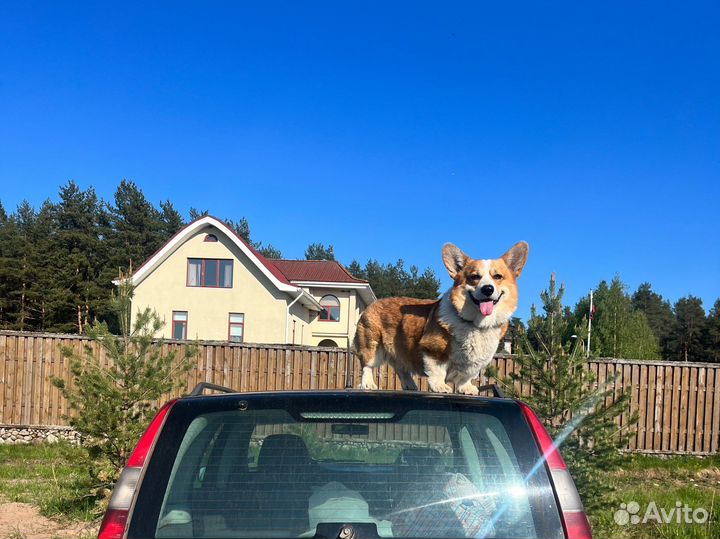 Вельш-корги (вязка)