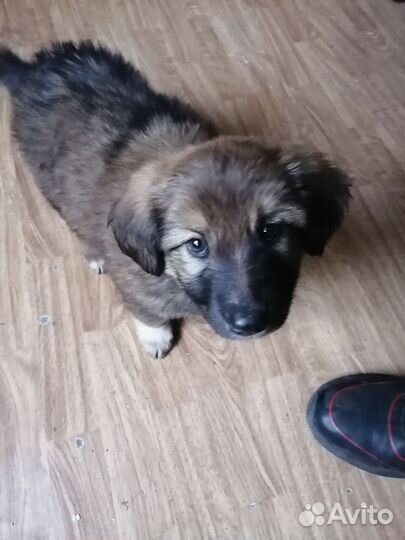 Собака в добрые руки щенок